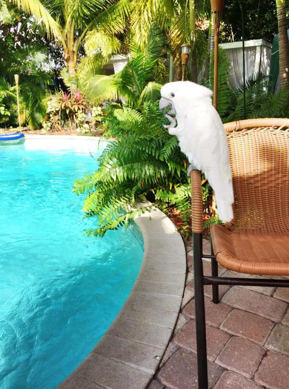 Calypso Inn Wilton Gay Male Resort Wilton Manors Exterior photo